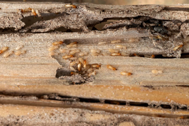 Best Bed Bug Extermination  in Northwest Harwich, MA