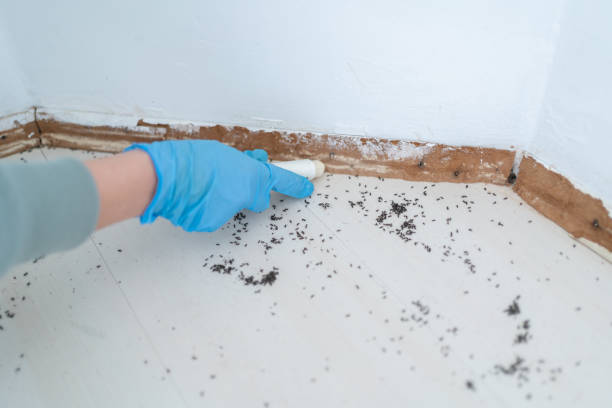 Best Termite Control Services  in Northwest Harwich, MA